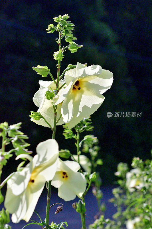 秋葵/秋葵:一年生芙蓉样花，让位给可食用的果实胶囊